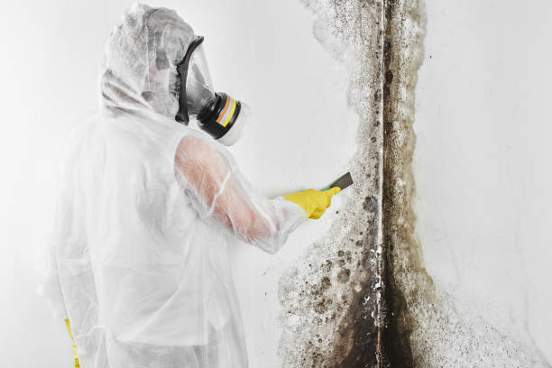 Best Commercial Mold Removal  in East Moriches, NY