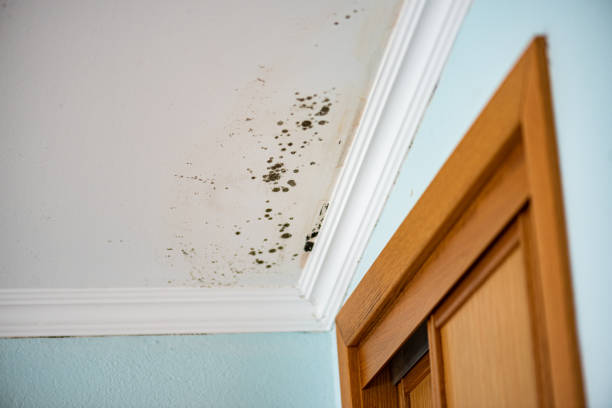 Best Toxic Mold Removal  in East Moriches, NY